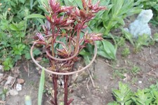 10 no. spiral plant supports brand new rusted finish.  garden borders perennials