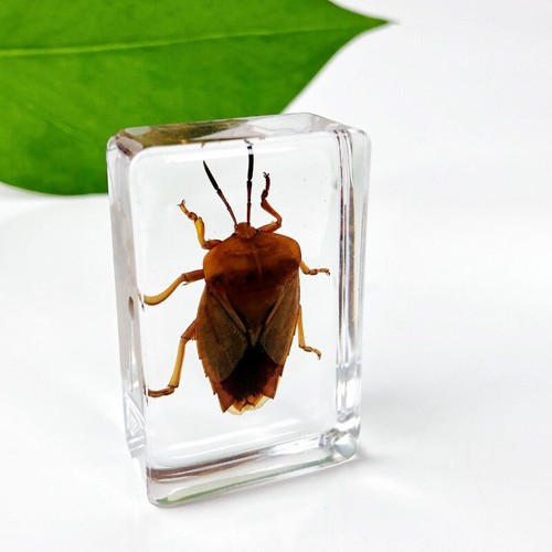 10x mini real - 10x, insects
