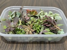 Succulent Cuttings of  Box
