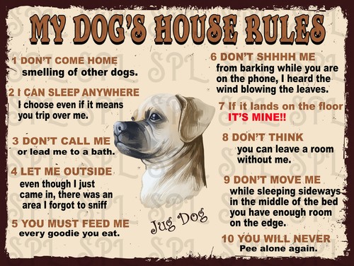 Jug dog house - house, rules