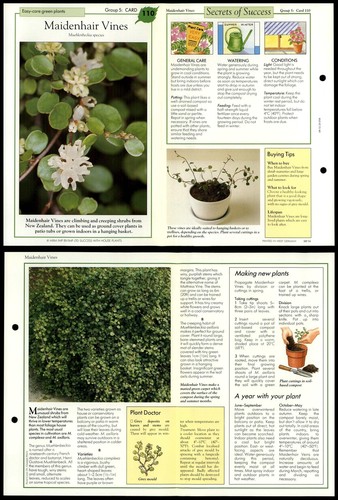 Maidenhair vines 110 - vines, #110