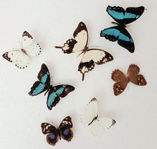  Butterfly Collection Set x7