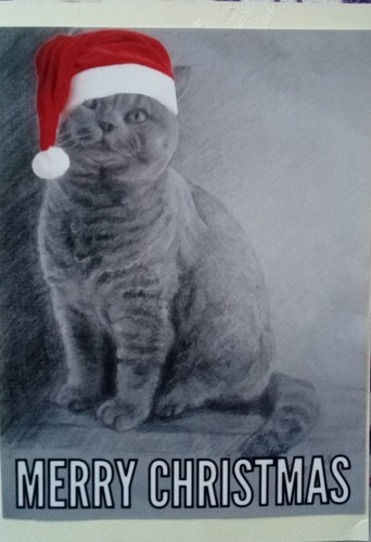 British shorthair cat - british,