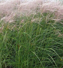 7litre size  4ft-5ft (inc