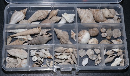 Eocene gastropod bivalve - gastropod, /