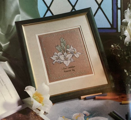 Botanical study madonna lily - study,