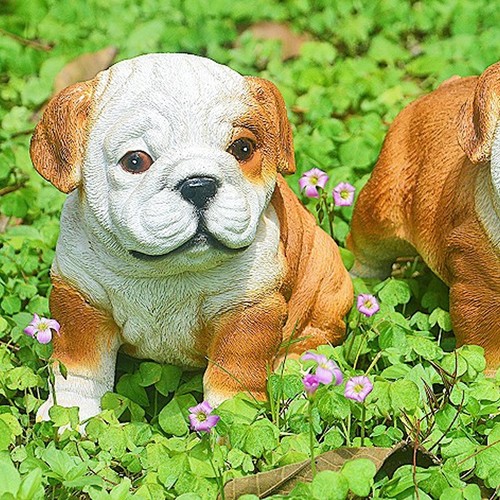 English bulldog puppy - english,