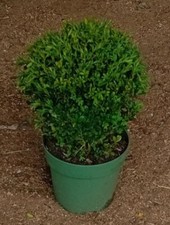 Buxus sempervirens (common