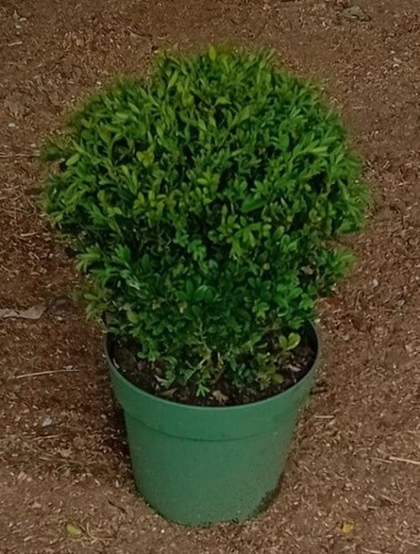 Buxus sempervirens common - buxus, (common