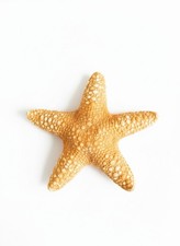 Large Natural Starfish