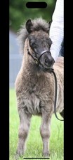 Mini shetland leather