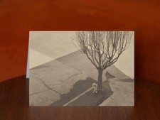 Tree with Dog - A5 Art Print Card - Tina Modotti