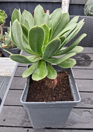 Aeonium maximus large - aeonium,