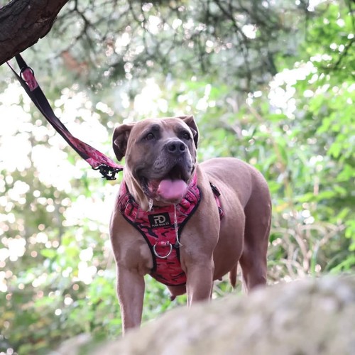 Comfort dog harness camo - comfort,