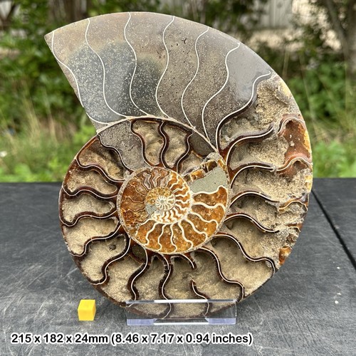 Giant fossil cut polished - cut, &