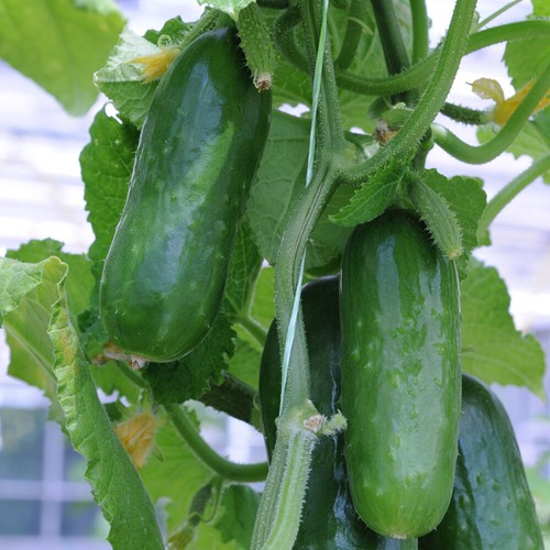 Cucumber picolino rhs award - cucumber,