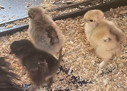 Frizzle show girl silkie - girl,