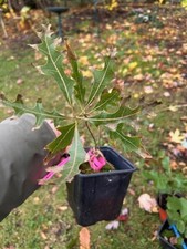 American Turkey Oak, Quercus, Oak, Graden tree, bonsai