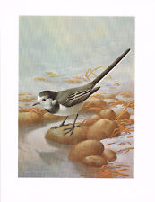 Pied Wagtail Bird Print Old Picture Vintage Raymond Watson 1986 SB#91