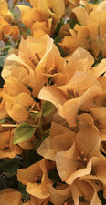 Bougainvillea Topaz Gold Jumbo