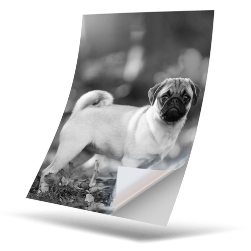 Vinyl sticker bw - -,