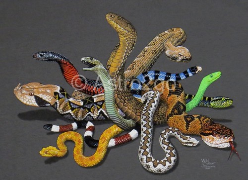 Venomous snakes rattle cobra - venomous,