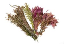 Mixed amount of Tropical