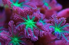 1 heads clove polyps Marine