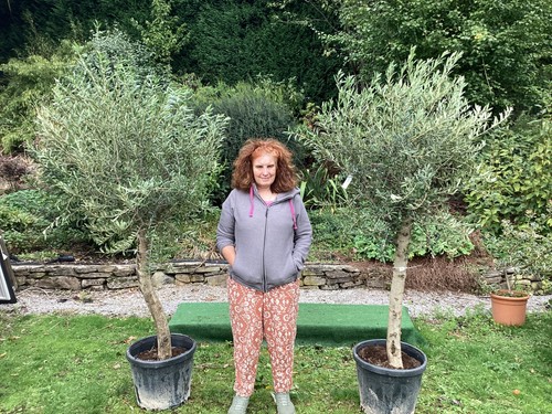 Olive trees olea - olive,