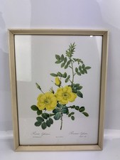 Vintage Framed Pierre Joseph Redoute Print "Rosa Eglanteria” Roses 42 X 32cm