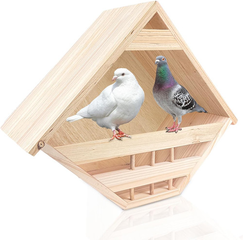 Mourning dove nesting - nesting, box