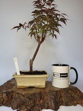 Japanese Maple Bonsai – Acer