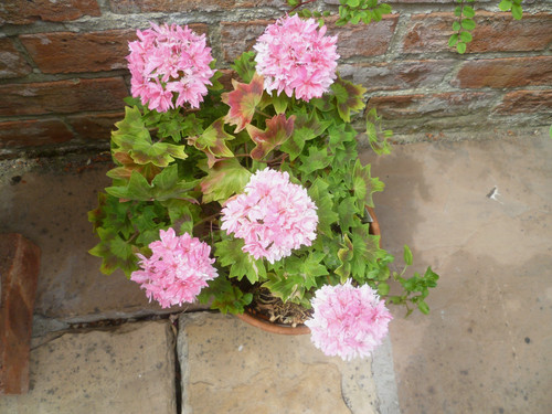 Pelargonium vectis finery - pelargonium,