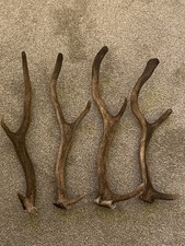 Four small pieces  Fallow Deer Antlers, Dog Chew, Crafting, Stick Making Decor