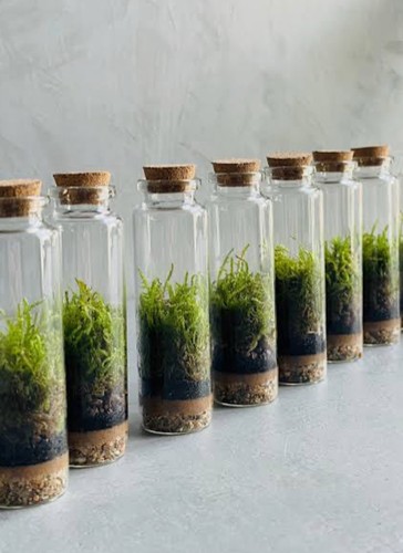 Mini moss terrarium gift - moss,
