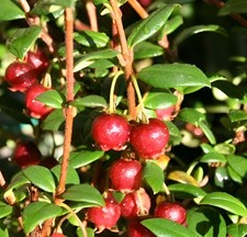 Chilean Guava Myrtus Ugni