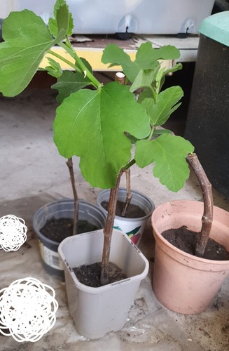 Organic fig tree - organic, well