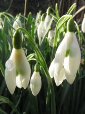 100 Single Snowdrops Quality