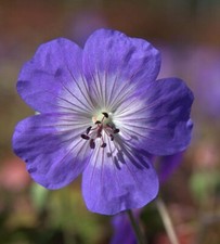GERANIUM 'Rozanne' A.G.M. - Hardy Perennial Plant - ex 9cm (P9) Pot