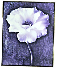 Large PURPLE MAGNOLIA BLOOM FLOWER Picture on HEAVY & DEEP Frame 420mm x 520mm