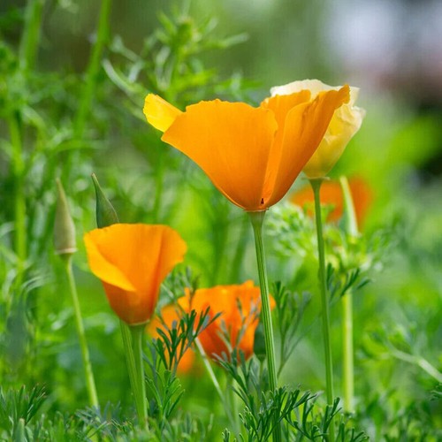 Californian poppy golden west - californian,