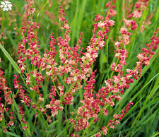 Herb Sheep's sorrel Rumex acetosella 600 seeds perennial + 4" FREE PLANT LABEL