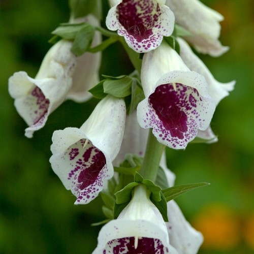 Foxglove pam choice - pam's,