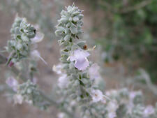 Salvia apiana, White Sage