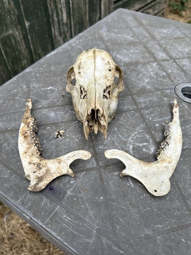 Roe deer skull jaw bones - ,