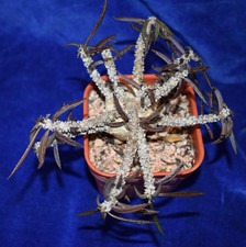 Uniqe Euphorbia cylindrifolia