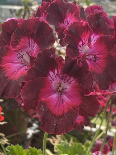Very rare pelargonium - very,
