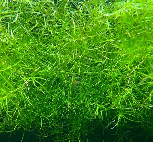 Live guppy grass najas - grass,