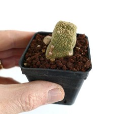 Pseudolithos caput-viperae - -