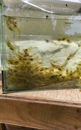 200 freshwater grass shrimp - 200,